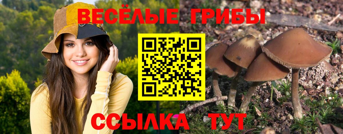 Ачхой-Мартан  Галлюциногенные грибы прущие грибы  что такое наркотик  Галлюциногенные грибы мицелий  Вход с VPN 